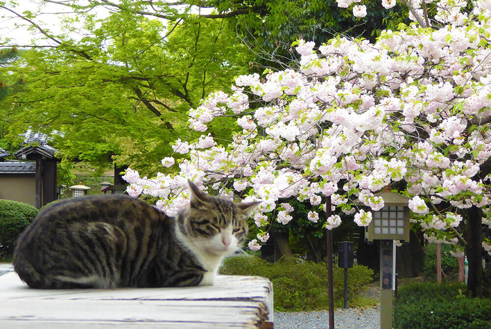 京都の摩訶異探訪 京の桜にまつわる伝説 M エム Kyoto By Leaf