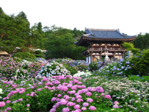 7 famous hydrangea viewing spots in Kyoto and Shiga