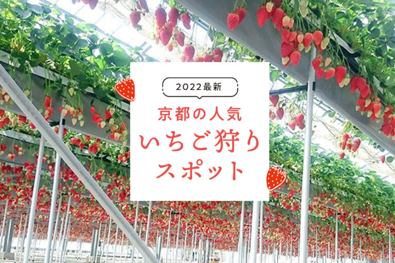 京都の人気いちご狩りスポット