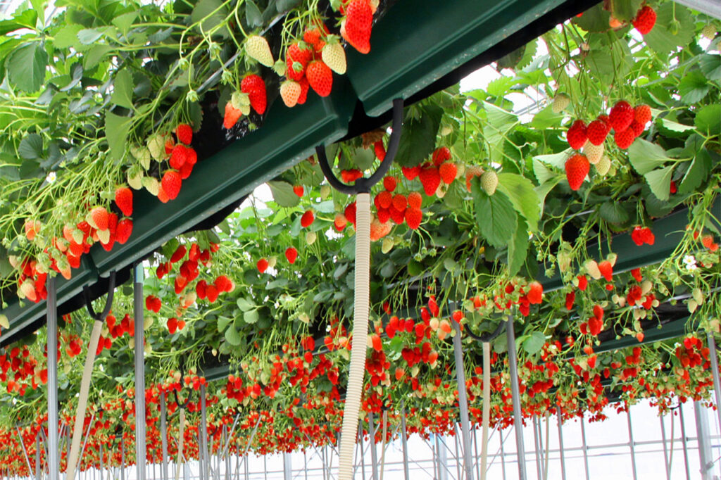 Hotel & Resorts Kyoto Miyazu Strawberry Picking