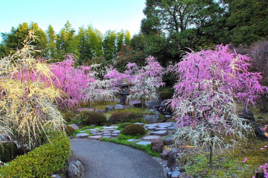 Jounangu plum tree