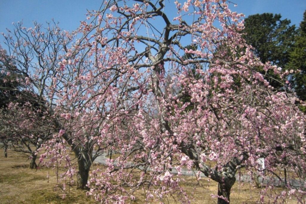 Plum blossoms at Nagaoka Tenmangu Shrine