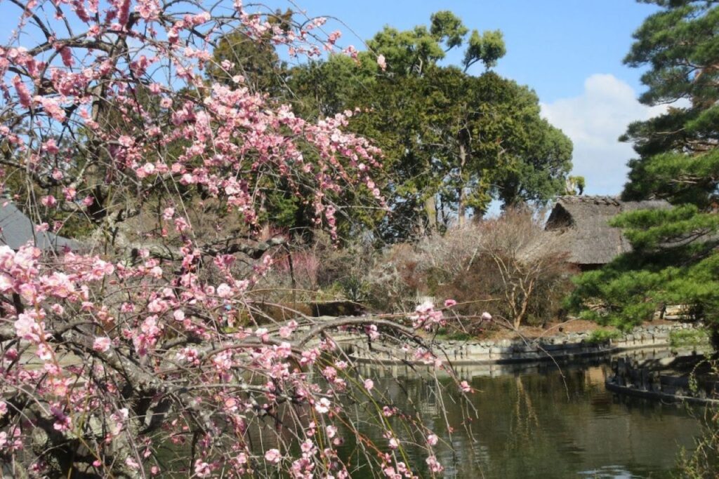 Plum blossoms at Umemiya-taisha Shrine