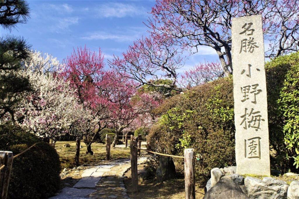 Plum blossoms at Zuishin-in