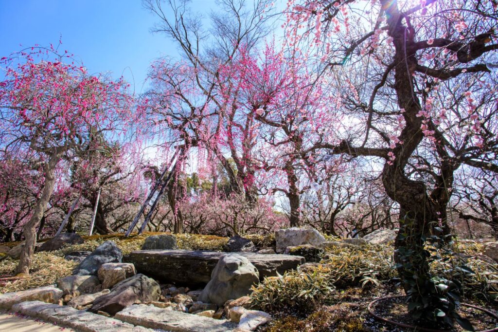 Ume Garden at Kitano Tenmangu Shrine