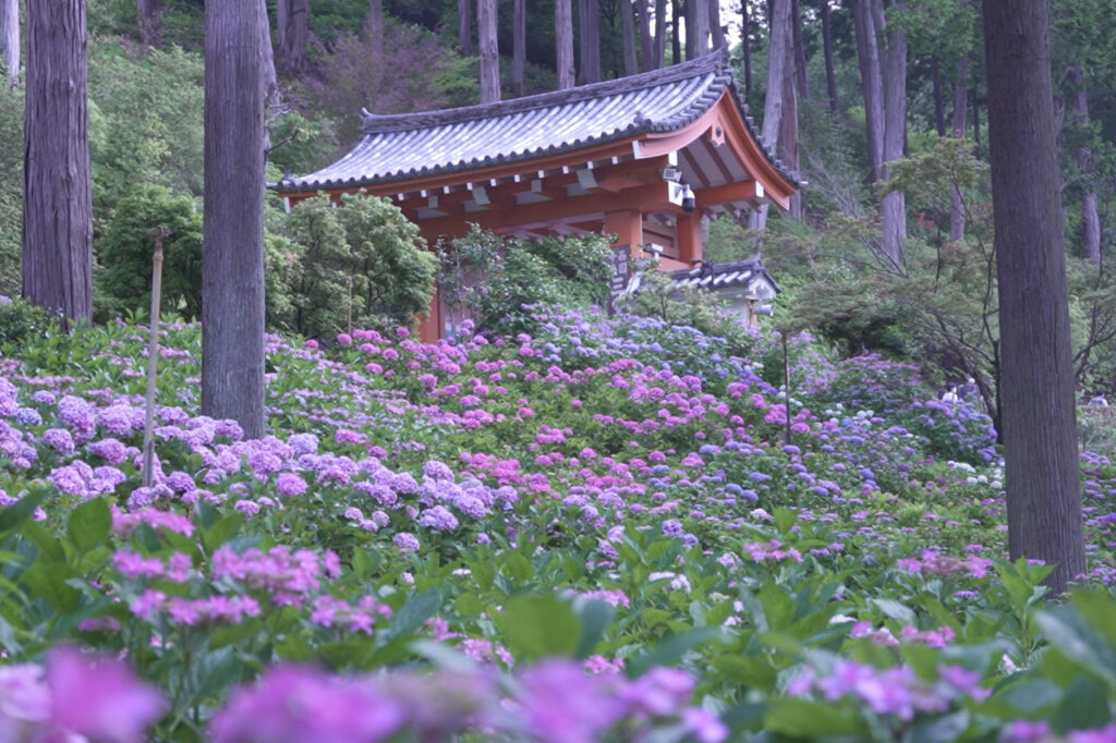 美室堂寺的绣球花