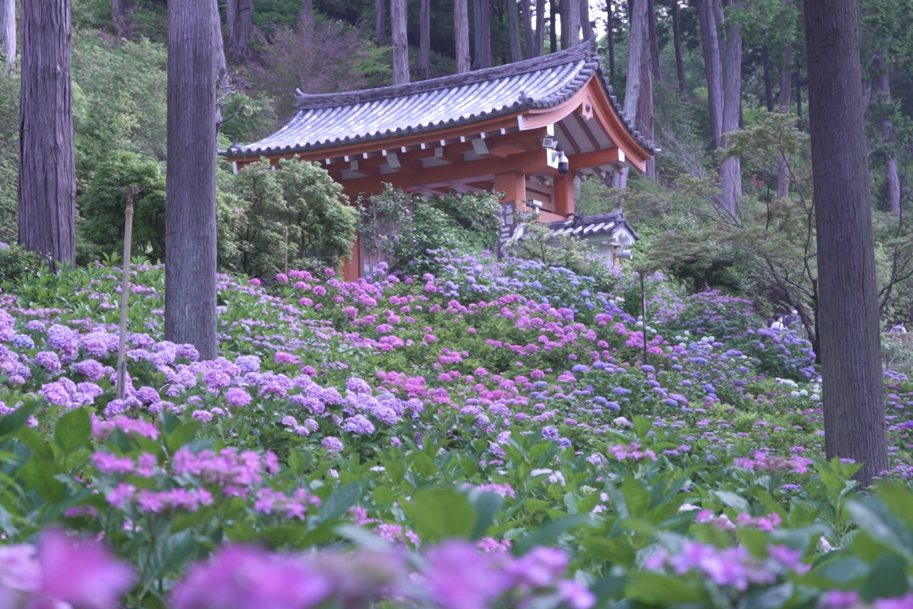 あじさい寺として知られる宇治の花寺 三室戸寺 M エム Kyoto By Leaf