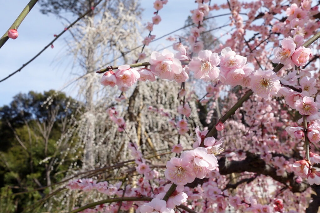 三室戸寺の梅苑