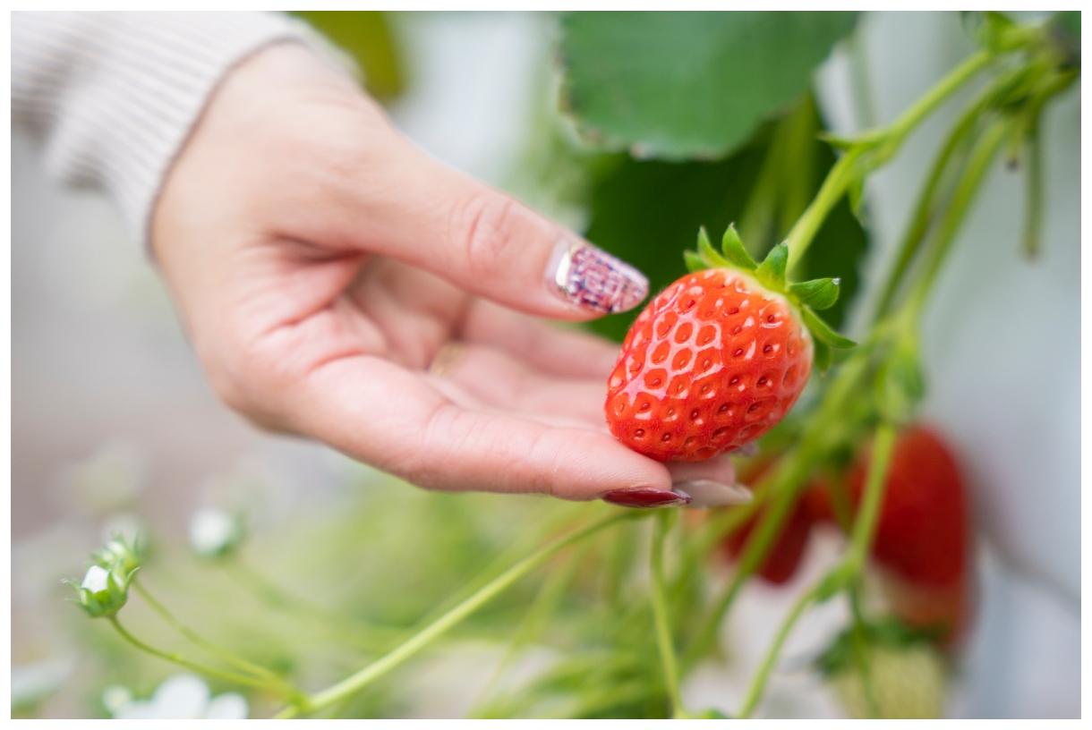 strawberry (esp. the garden strawberry, Fragaria x ananassa)