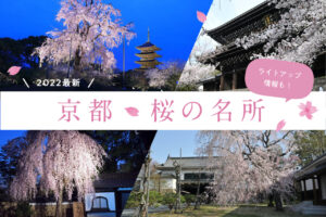 Cherry blossoms are illuminated at night! A must-visit cherry blossom viewing spot in Kyoto