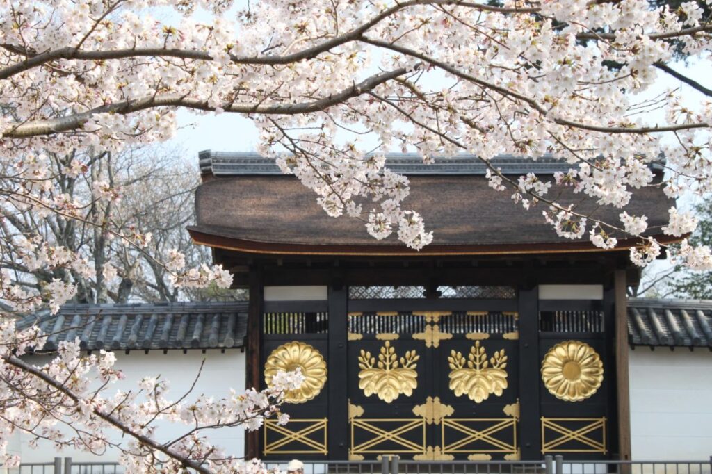 Cherry blossoms at Daigoji Temple