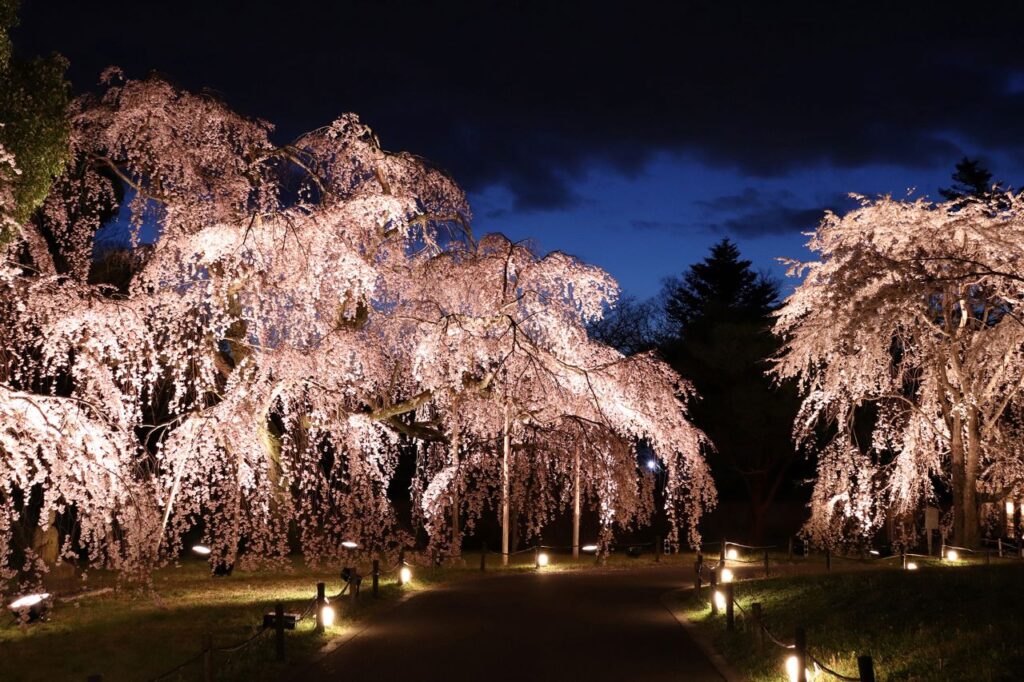 Cherry blossoms illuminated at Daigoji Temple