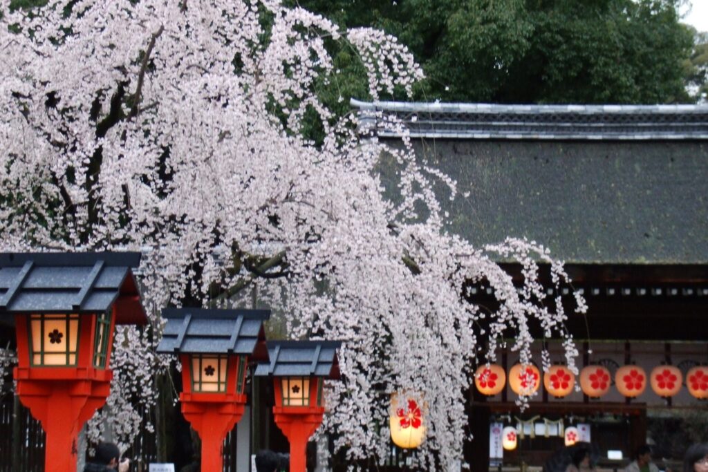 平野神社的樱花