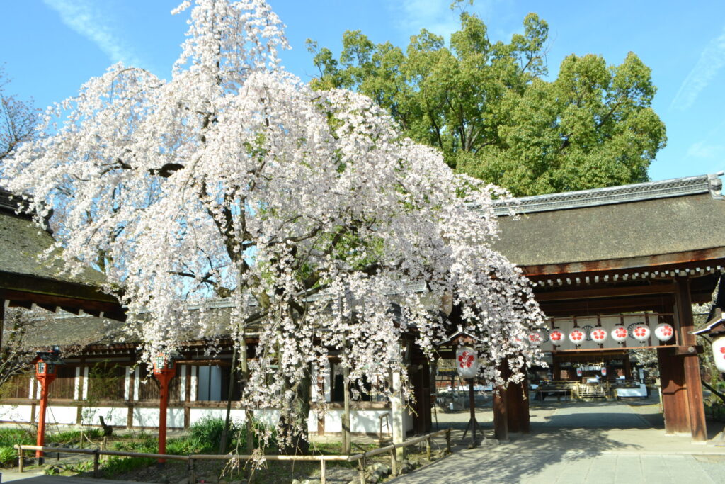 平野神社の桜2