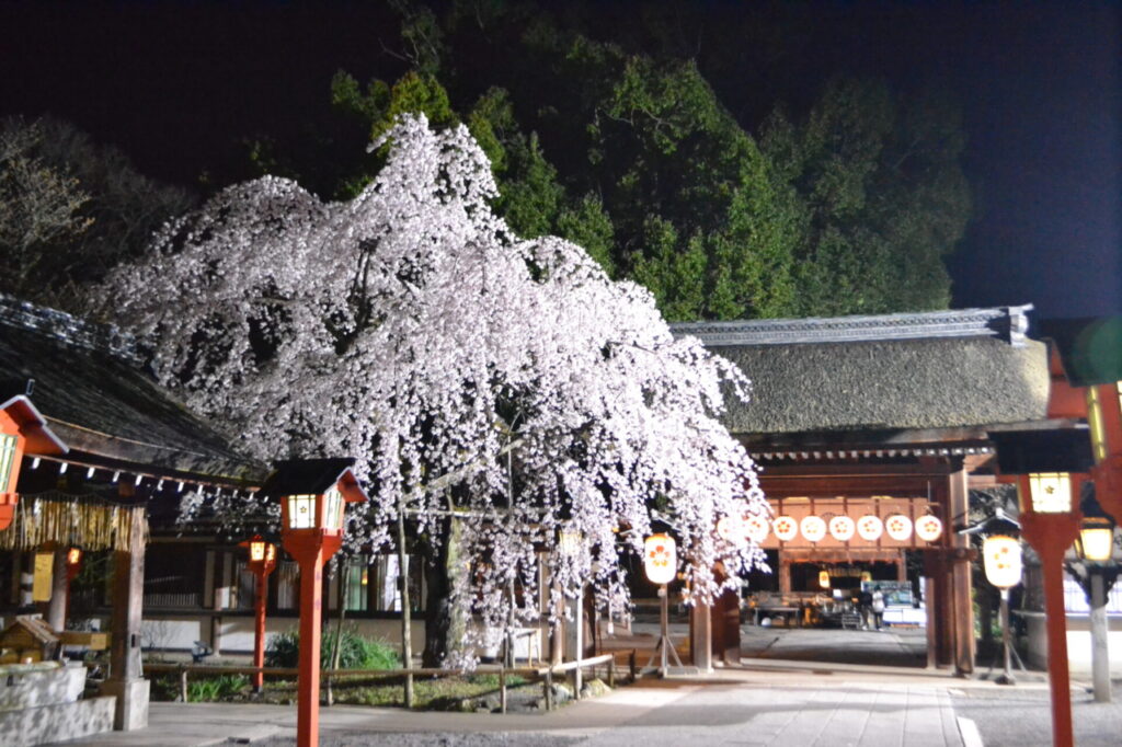 Night Cherry Blossoms at Hirano Shrine