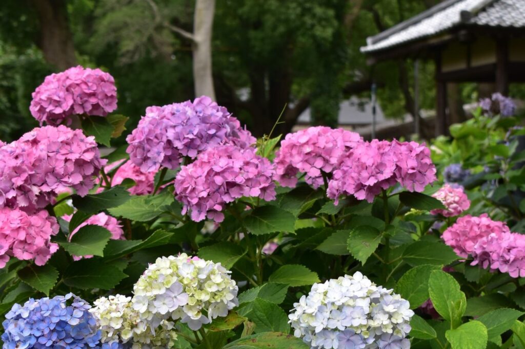 藤森神社の紫陽花