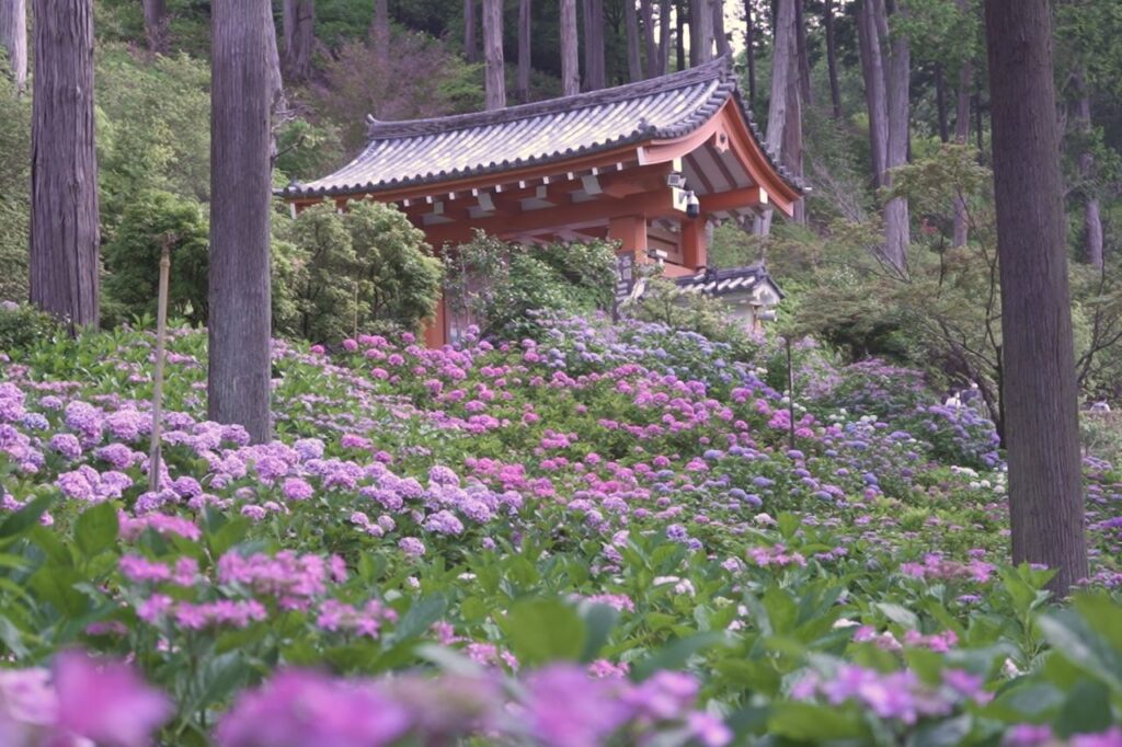 三室戸寺の紫陽花