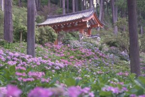 一度は訪れたい！京都・紫陽花（あじさい）の名所
