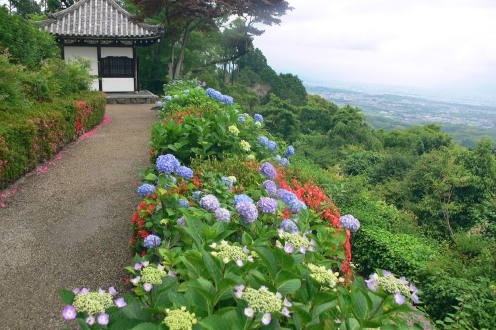 善峯寺の紫陽花