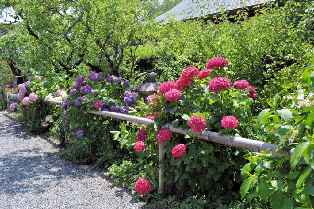 梅宮大社の紫陽花