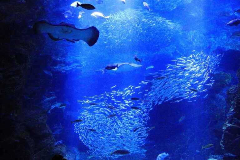 Large tank at Kyoto Aquarium