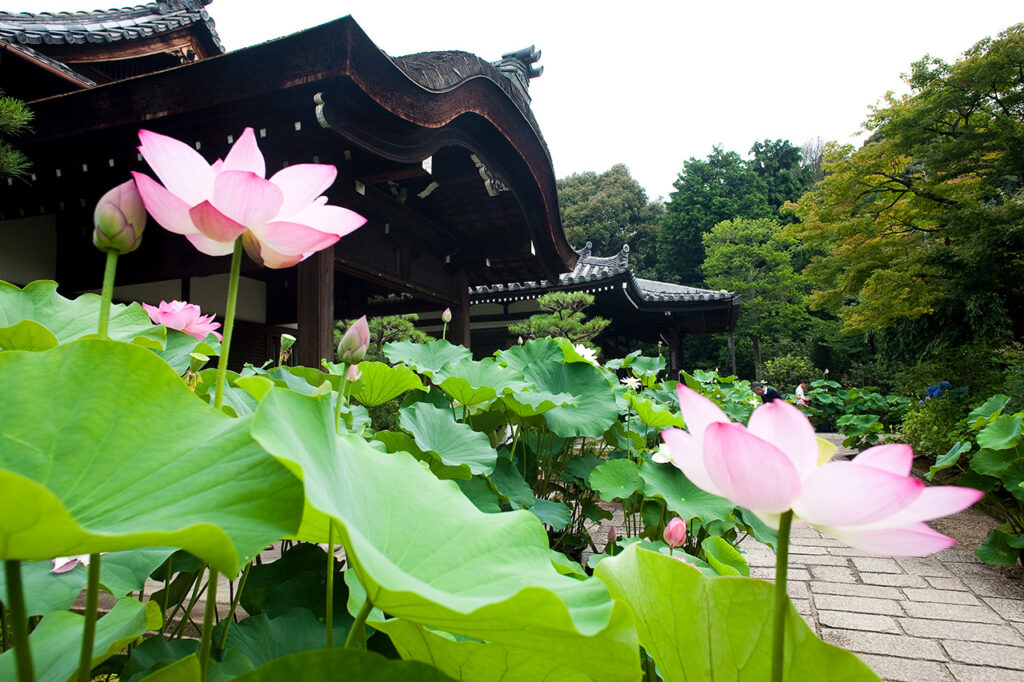 Lotus viewing party