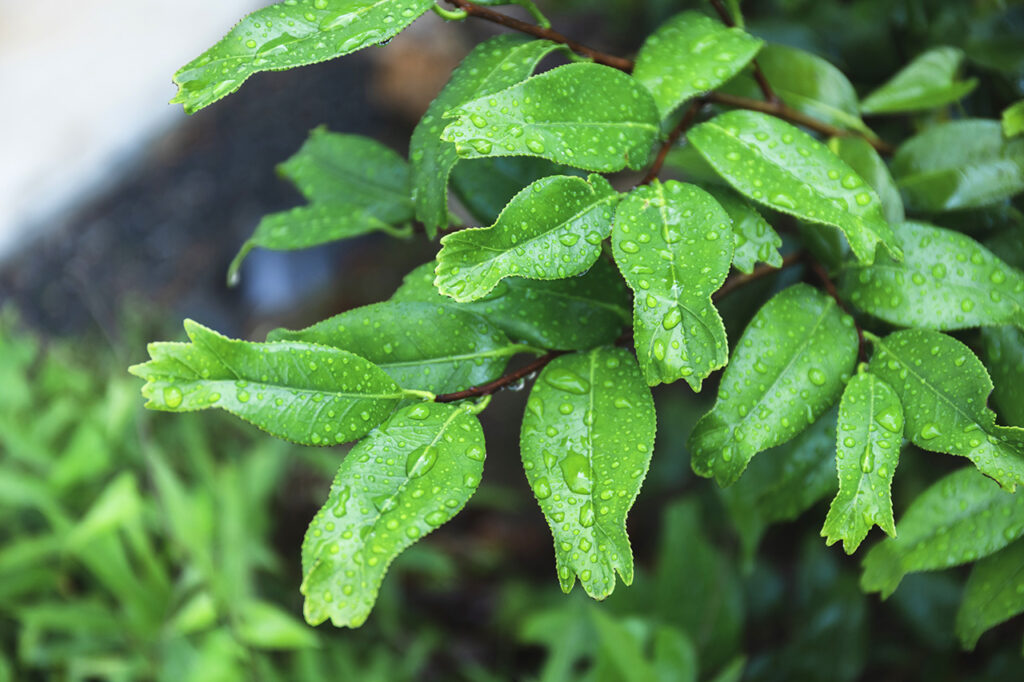 平冈八幡宫的金叶茶花