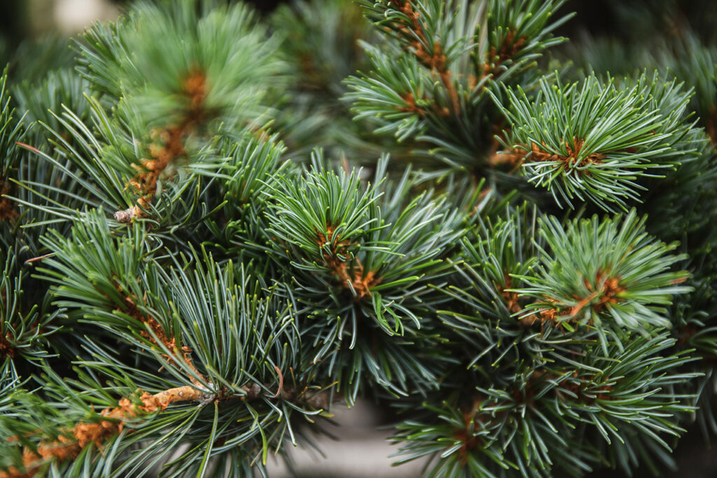 Goyomatsu (five-leaf pine) at Koshoin Temple