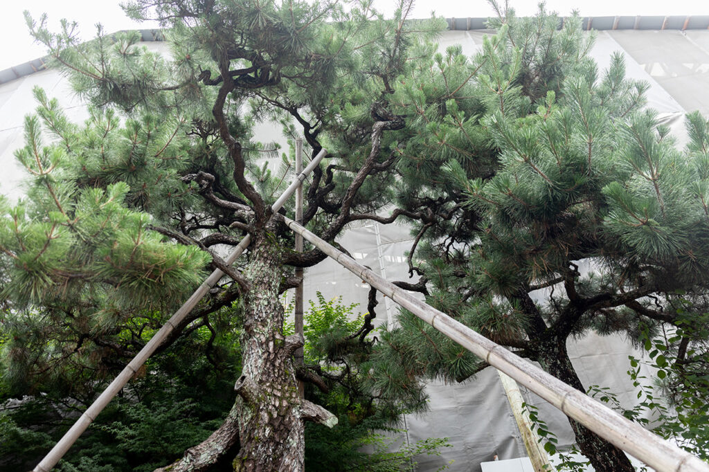 Pine tree to stop crying at night at Honryuji Temple