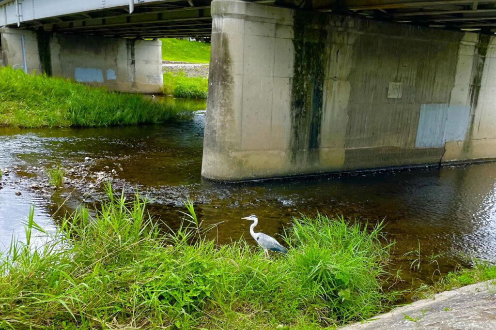 Kamogawa River Walk Image 1