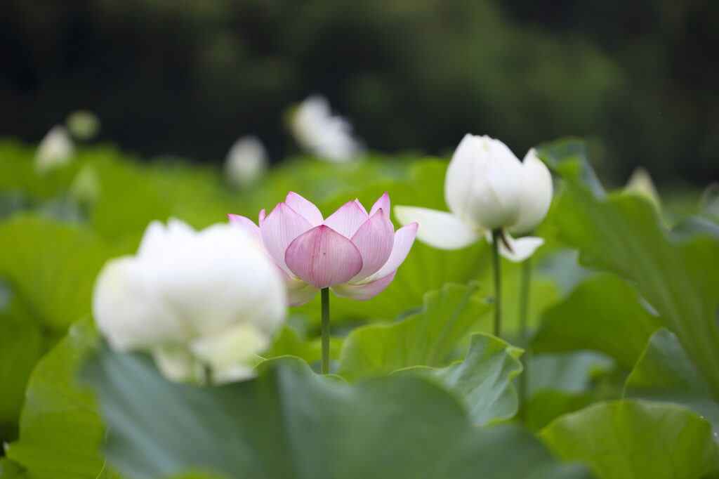 Lotus / A stunning lotus pond that looks like a scene from the Pure Land of Paradise