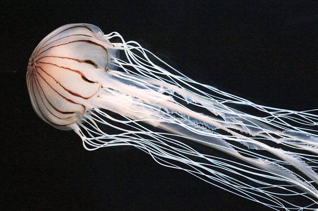 Red jellyfish at Kyoto Aquarium