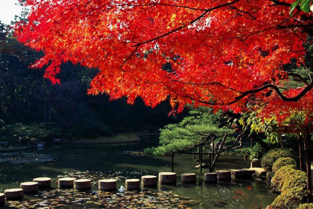 Autumn leaves at Heian Shrine