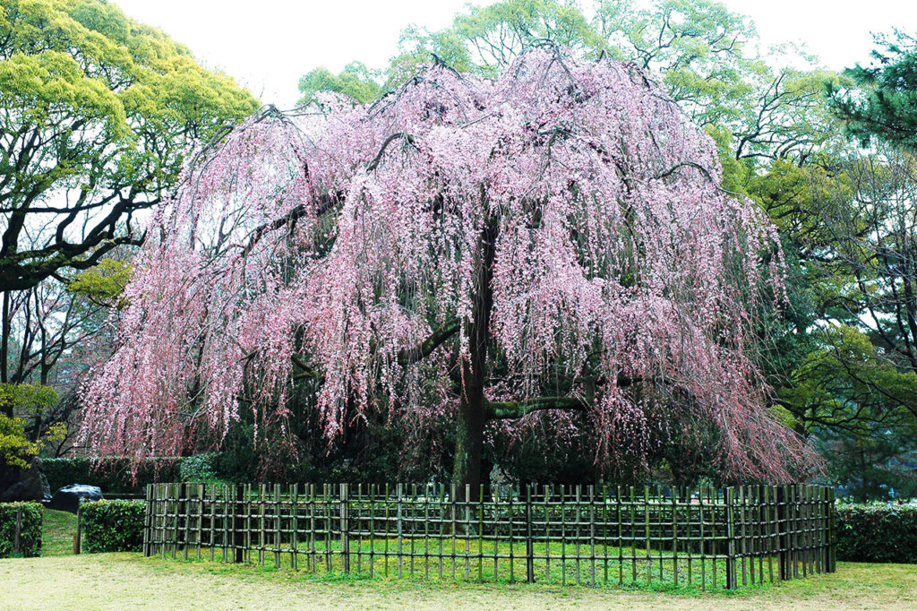 京都御苑