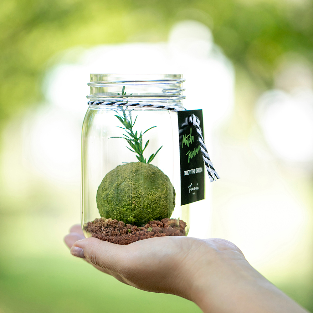 TREEE'S KYOTO Matcha Terrarium -Leaf Limited Special- "Tea Leaf Set"