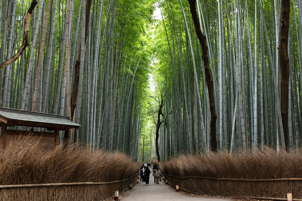 嵐山の竹林