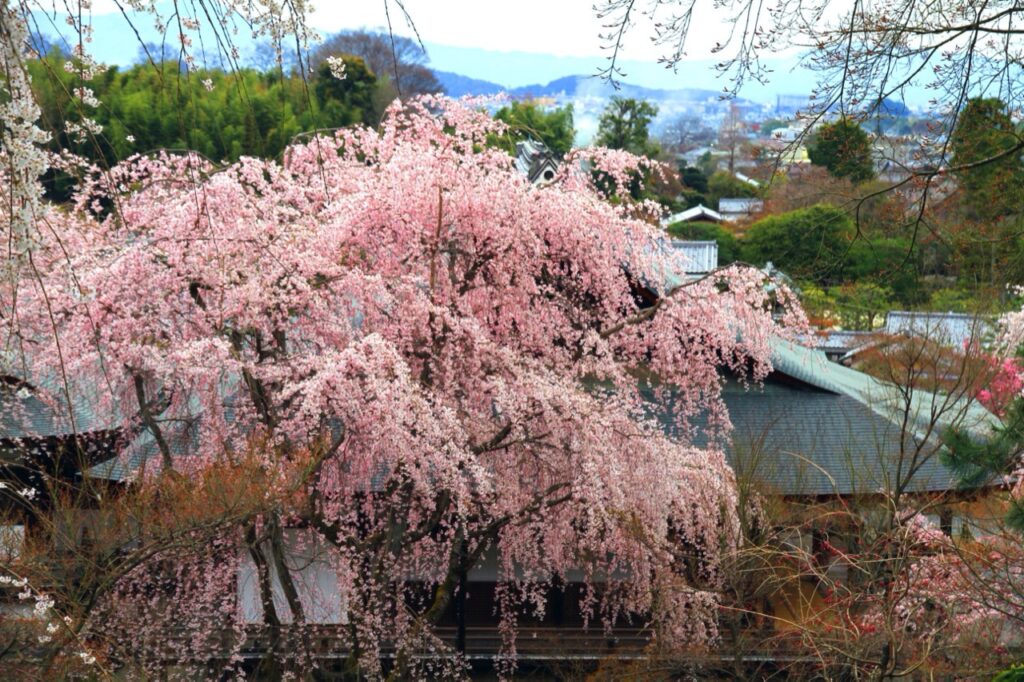 Spring scenery of Tenryuji Temple