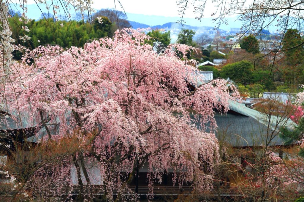 天龙寺的春天景色