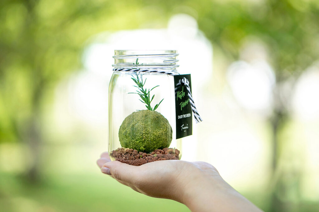 ［TREEE'S KYOTO] Matcha Terrarium - Leaf Limited Special - "Tea Leaf Set