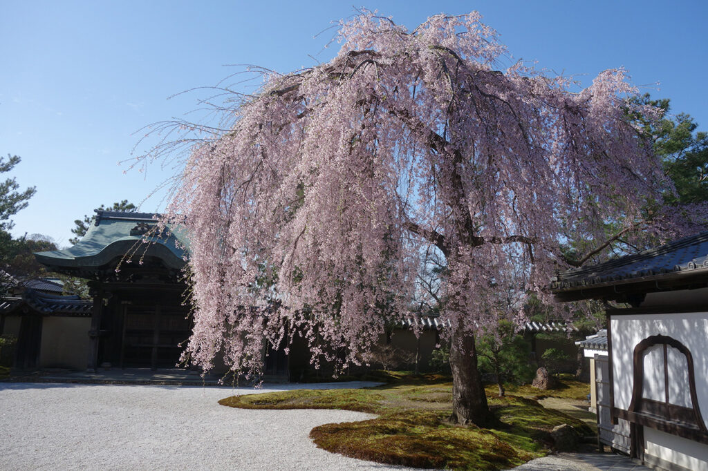 Weeping cherry tree in Hojo Garden