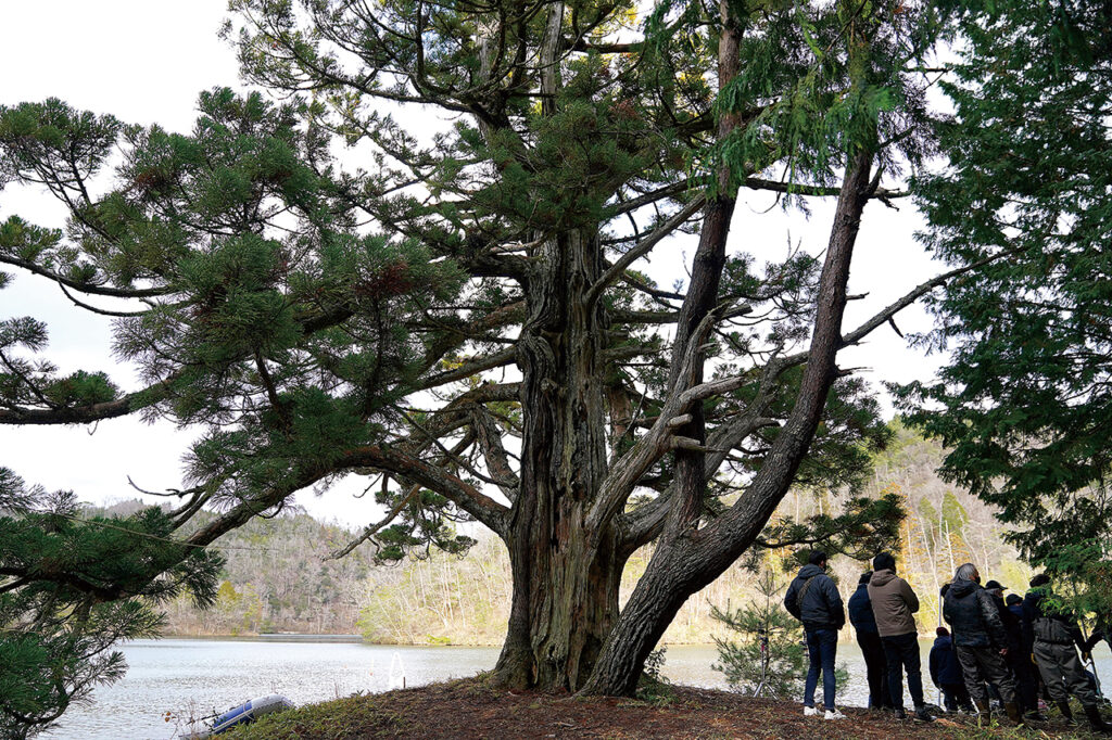 Legends & Butterflies" movie, Ipposugi