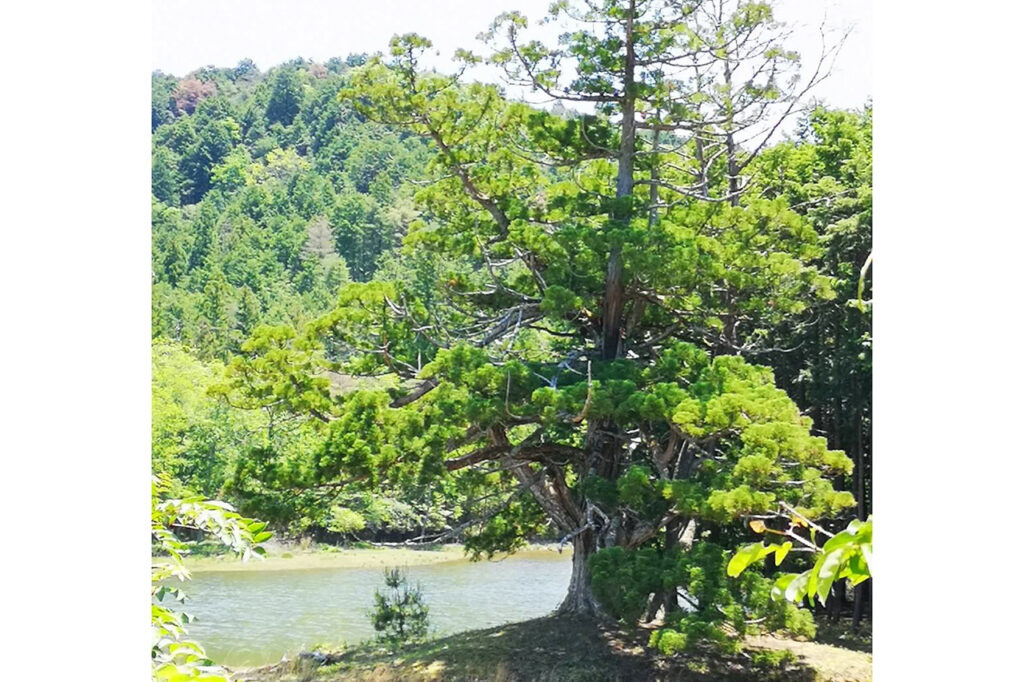 Legends & Butterflies" movie, a lone cedar at Iwaoike