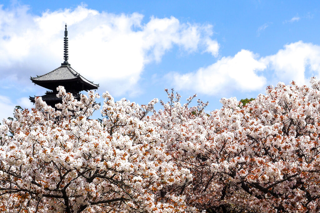 Legends & Butterflies" film Ninna-ji Temple