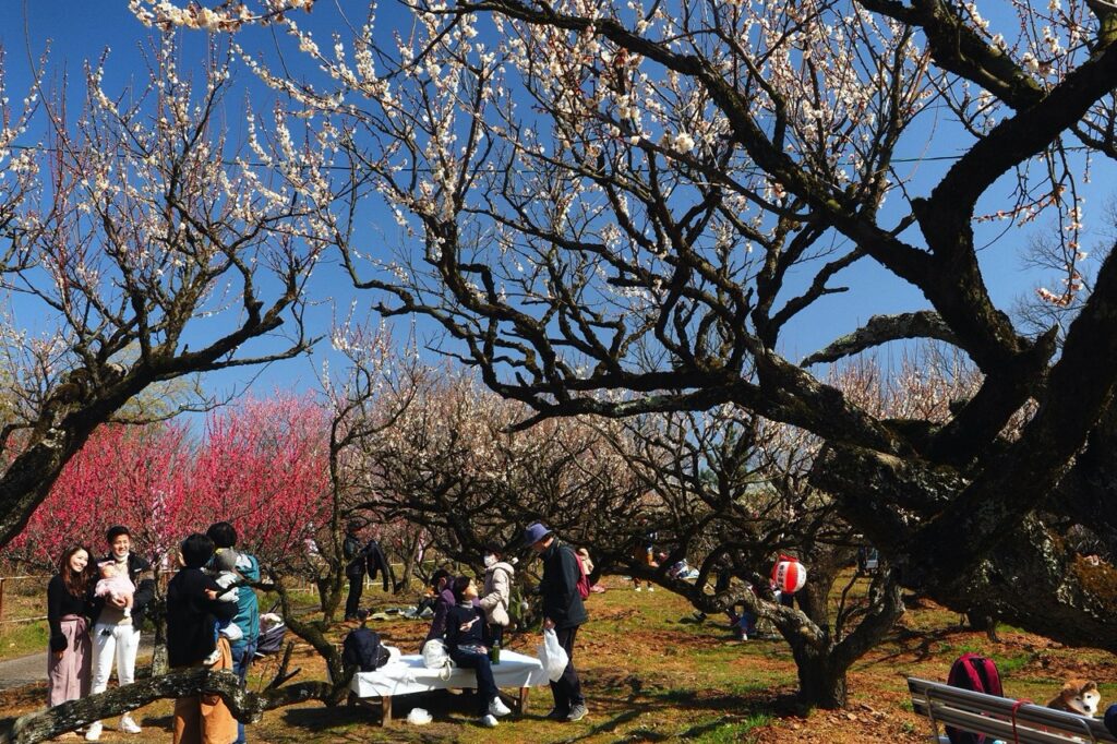 「春は青谷から」表弘明