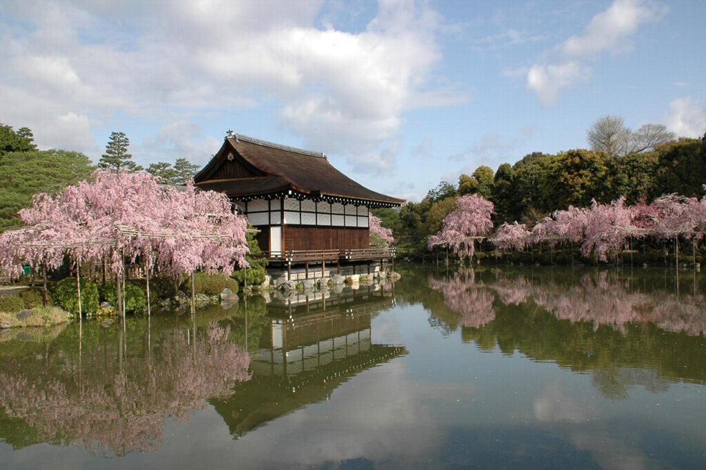 Cherry blossoms at Heian Shrine