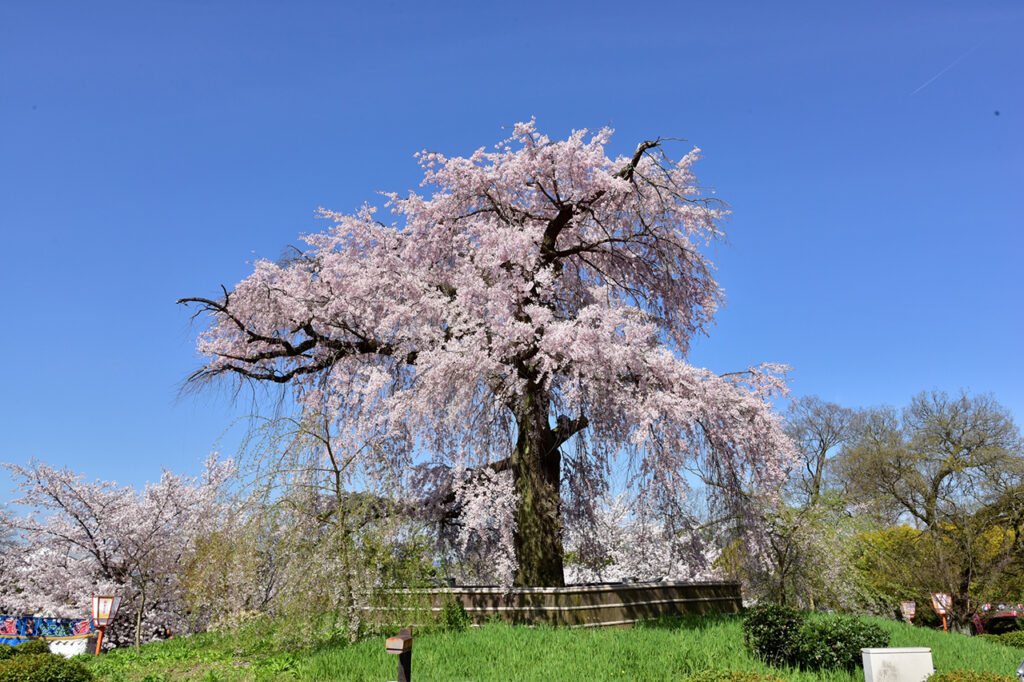 円山公園