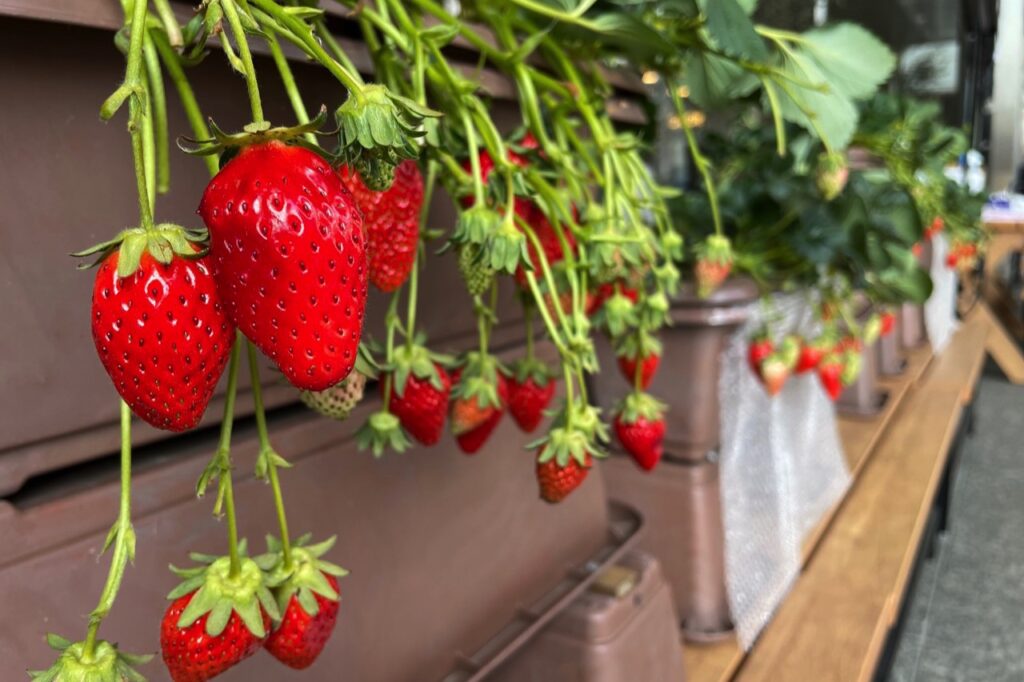 Strawberry picking at Utsumi Farm