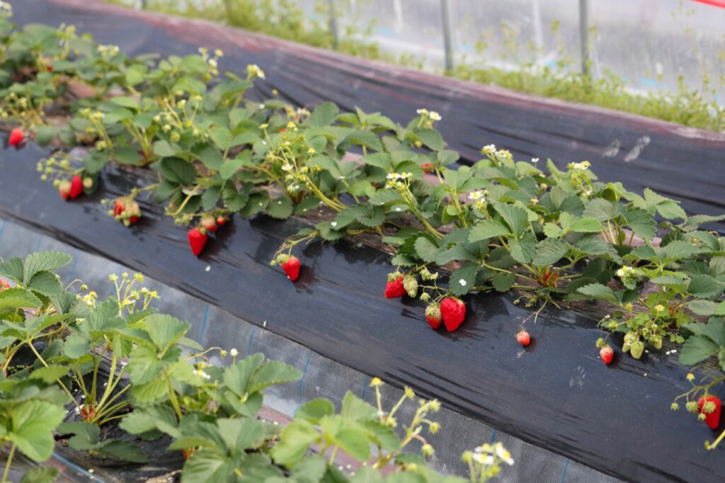 Strawberry picking at Kamimura Farm