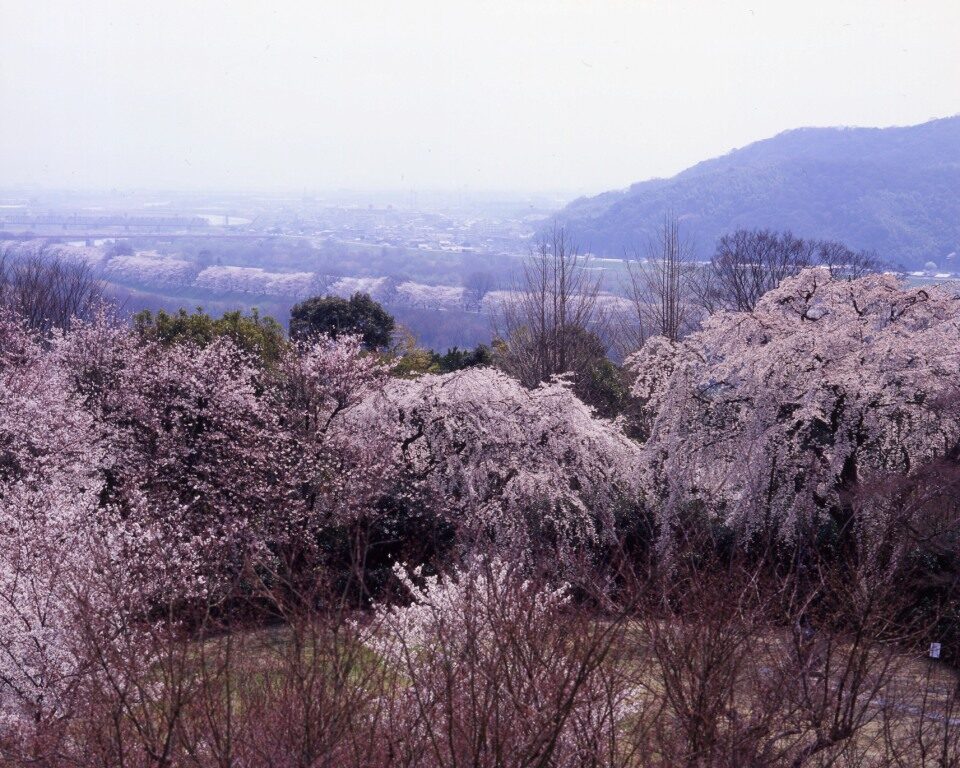 アサヒビール大山崎山荘美術館桜