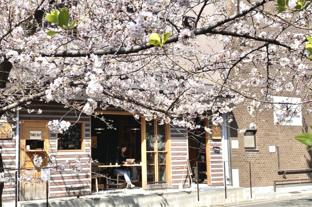 murmurcoffee桜